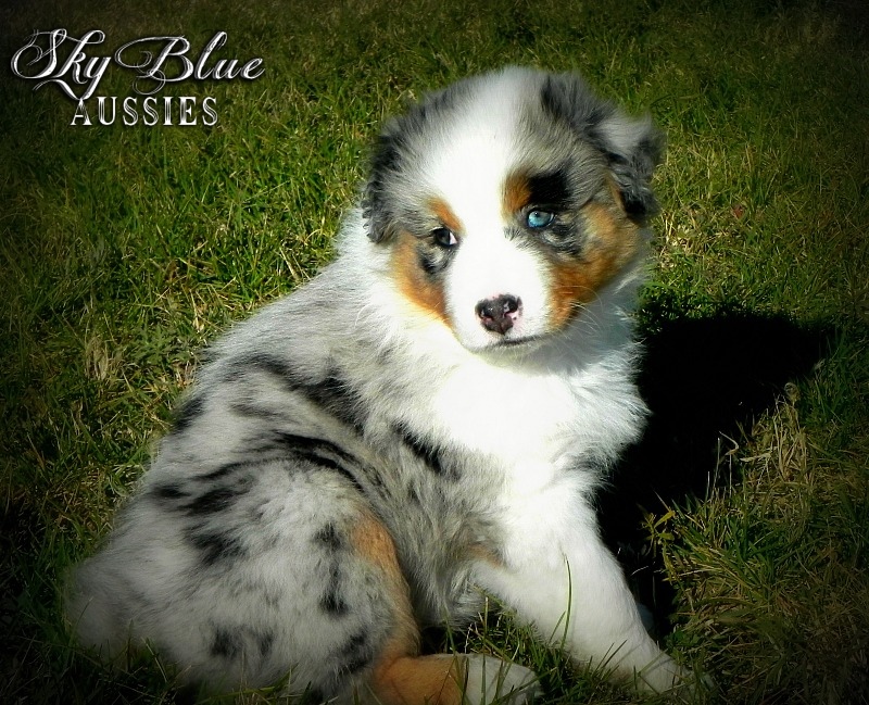 blue eyed australian shepherd for sale