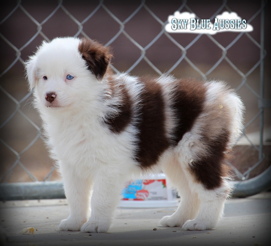 Australian hotsell shepherd harlequin