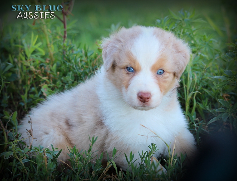 Akc australian shepherd puppies best sale for sale