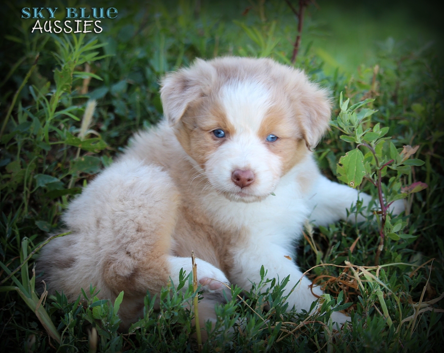 Ace Kimber Akc Australian Shepherd Puppies For Sale