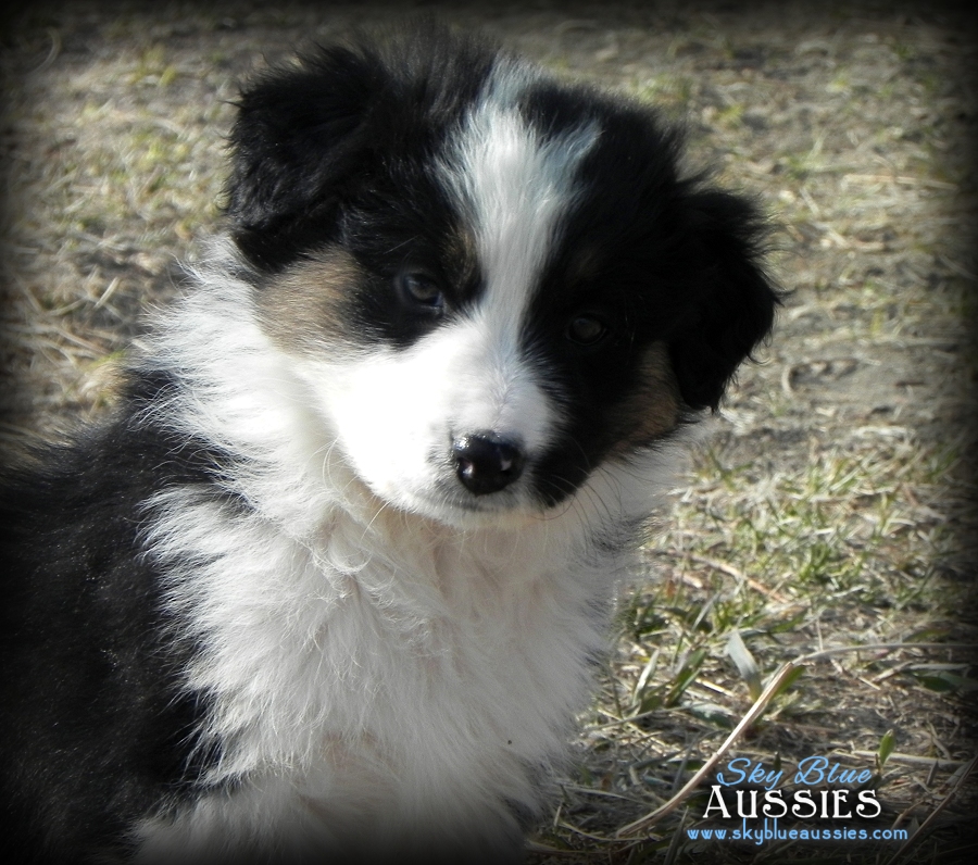 Australian Shepherd Puppies Available For Sale