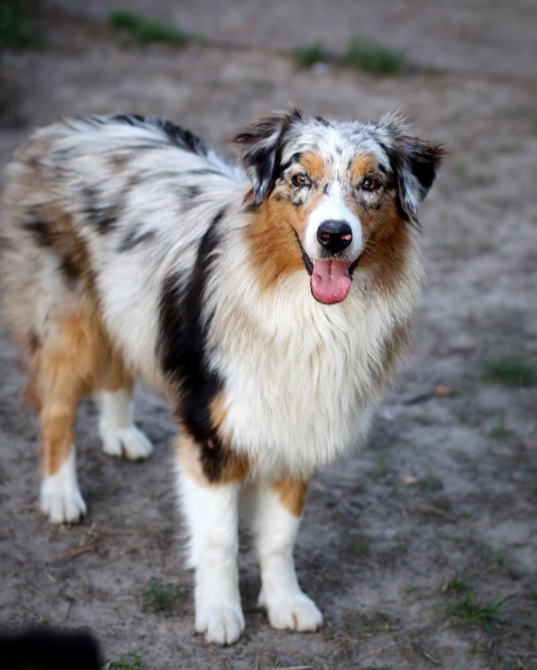 REAGAN - Blue Merle Australian Shepherd